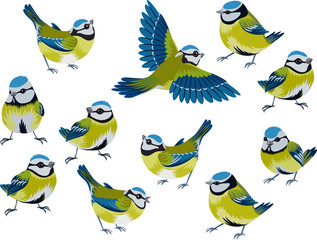 Flock of blue tits isolated over white background - 40583931