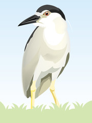 Vector of Black-crowned Night-Heron