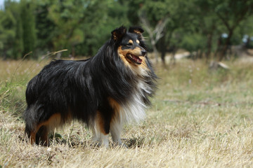 berger des shetland debout de profil