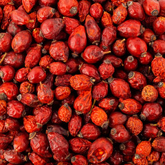 wild rose seed