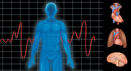 Human pulse and organs
