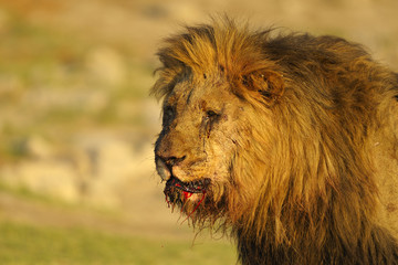 verwundeter Löwe - verlorener Kampf