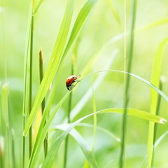 Marienkäfer im Gras