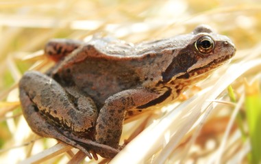 Weiblicher Grasfrosch in der Sonne