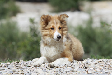 jeune shetland allongé sur les galets