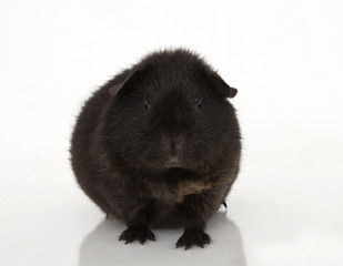 Guinea pig
