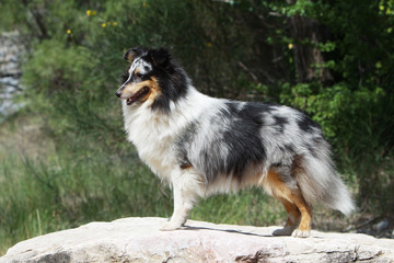 berger des Shetland blue merle debout de profil