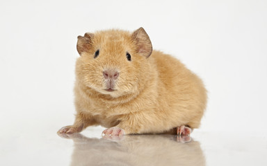 Guinea pig