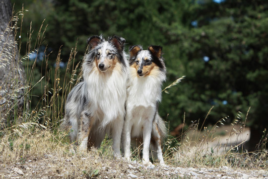 &eacute;nigmatiques berger des Shetland bleu merle