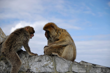 Monkey family disharmony. Gibraltar