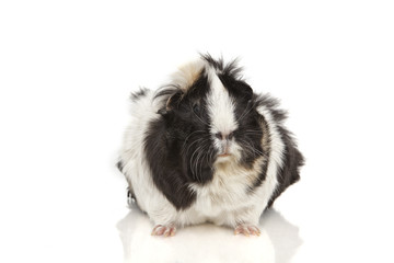 Guinea pig