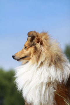 portrait du berger des shetland de profil