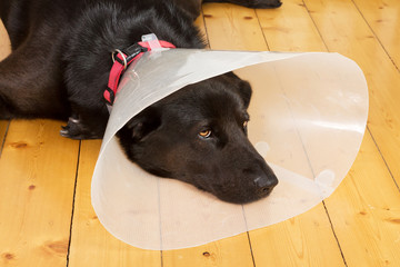 Hund mit Kragen