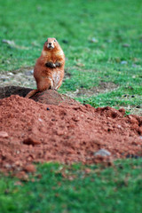 Hörnchen