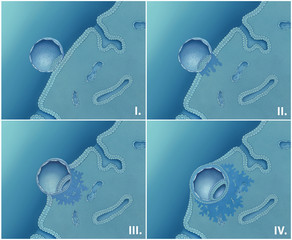 Einnistung der Eizelle, Darstellung  in 4 Phasen