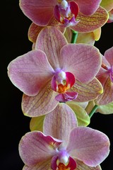 Fototapeta premium storczyk