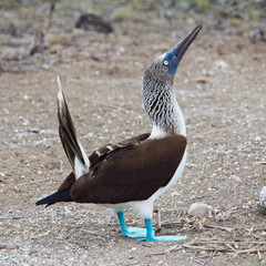 Blue-footed booby display