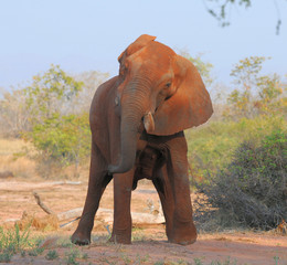 Obraz na płótnie Canvas Elefant