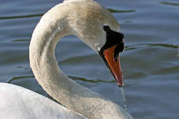 swan