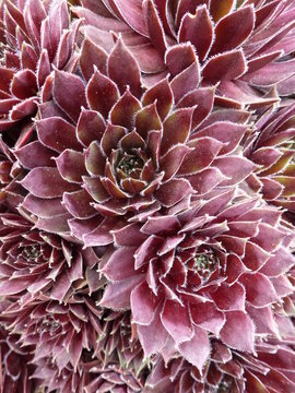 Sempervivum