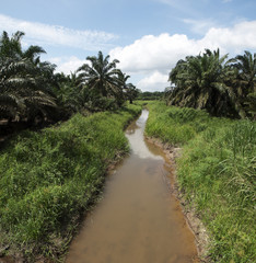 Palm oil plantation landscape