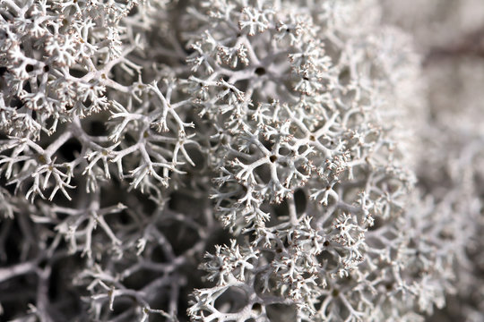 Background of Cladonia stellaris lichen