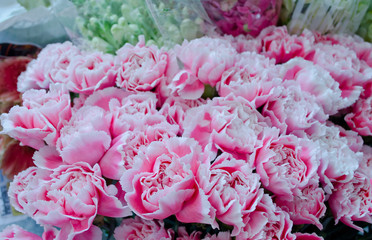 Pink Carnation at shop in market