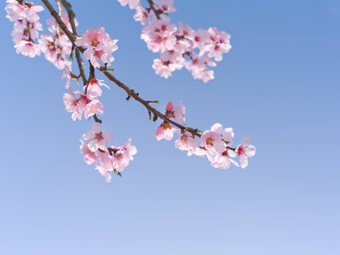 Kirschblüten als Hintergrund