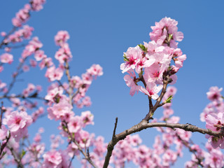 Gimmeldingen an der Weinstraße