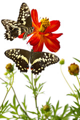 Papillons butinant une fleur de cosmos rouge