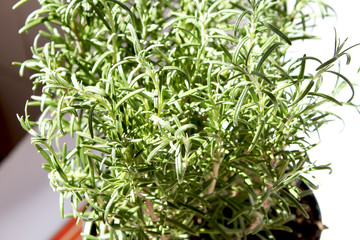 rosemary