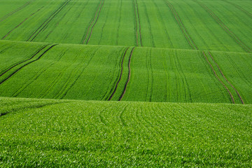 Obraz premium grünes gras