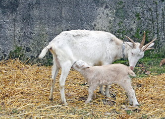Obraz na płótnie Canvas goat suckling lamb on a farm in Tuscany