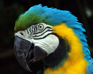 Arara-azul