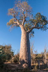 Fototapeta na wymiar Baobab tree