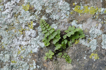 Fern on a lichen-covered stone