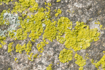 Lichen-covered stone