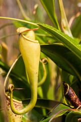 Nepenthes