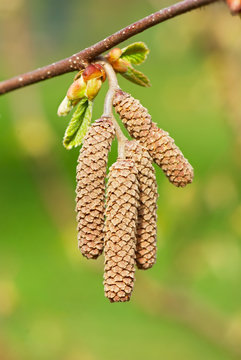 Bl&uuml;tenstand Haselnuss