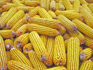 yellow corn