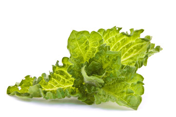 Fresh-picked mint leaves