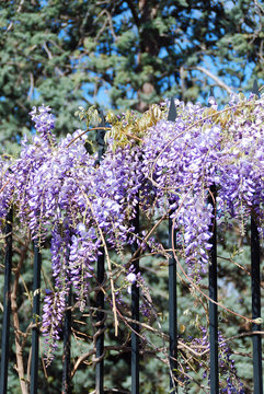 WISTERIA O GLICINA. FLOR DE LA PLUMA. WISTERIA SINENSIS
