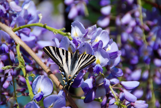 WISTERIA SINENSIS Y MARIPOSA