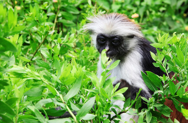 Wild Red Colobus monkey sitting on the branch on Zanzibar.