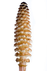 Field horsetail flower