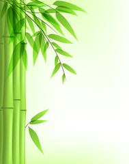 Fototapeta na wymiar green bamboo