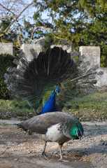 Peacock wooing