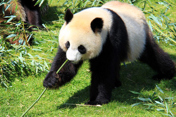 Fototapeta premium Panda géant