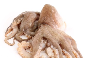 polpi  su sfondo bianco