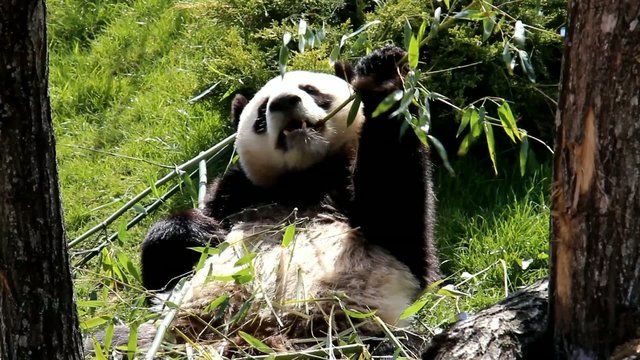Un panda se nourrissant de bambou